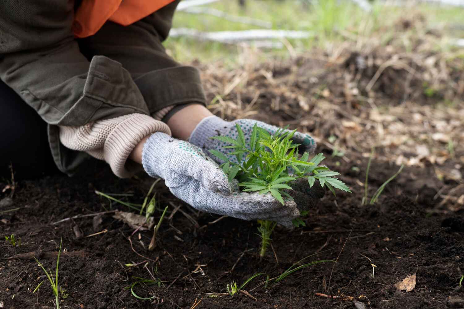 The Steps Involved in Our Tree Care Process in Lithonia, GA